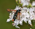 Pyropteron chrysidiforme